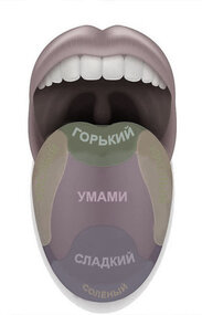 ПЯТЫЙ ВКУС.  Какой же он на вкус (часть II)