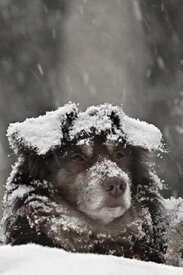 Додобоня & Додо Пицца