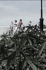 КОНОПЛЯ покоряет новые высоты городского ЗОЖ