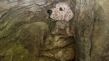 Любимая собачка самого Бильбо Бегенса