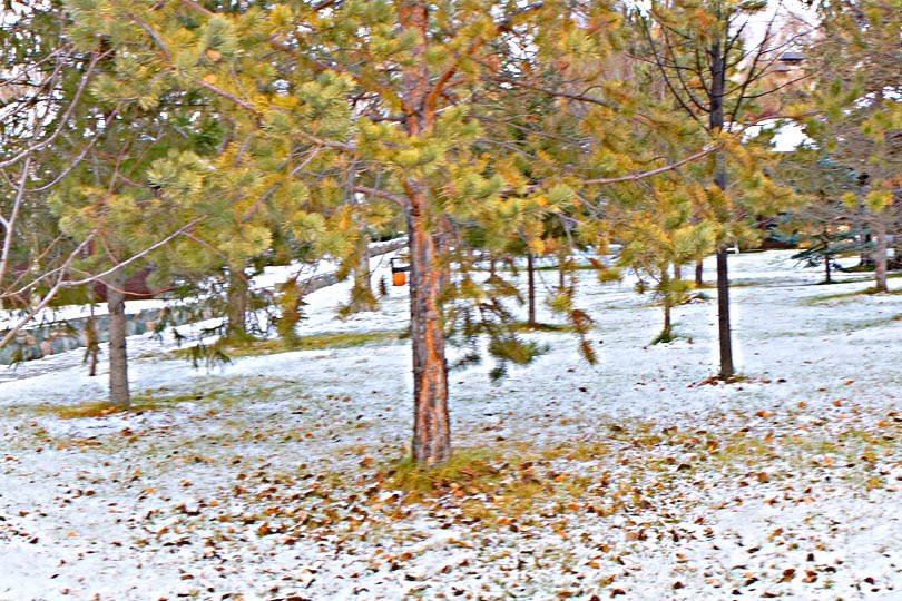 Красивые елочки в парк-отель SPA Residence 888