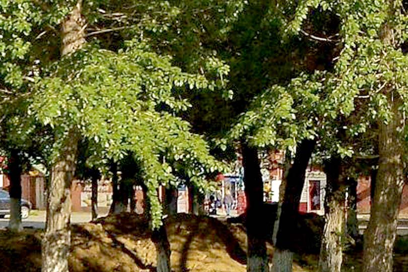 ЕиЗ танцевальный бар за деревьями